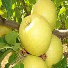 Яблоня `Аркад`