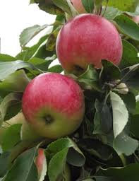 Яблоня домашняя `Мельба`