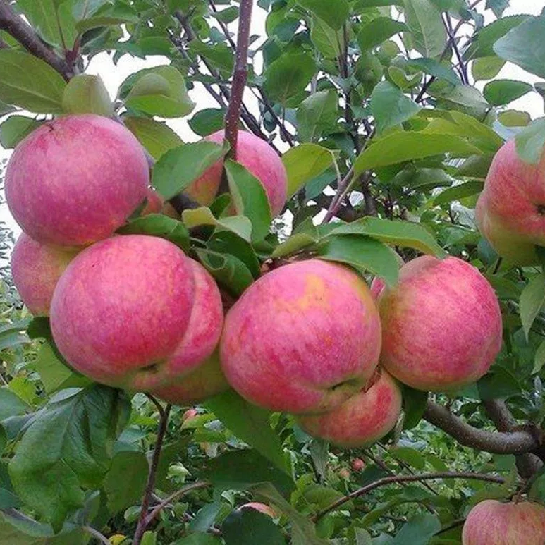 Яблоня домашняя `Желанное`