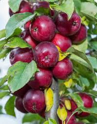 Яблоня `Китайка`