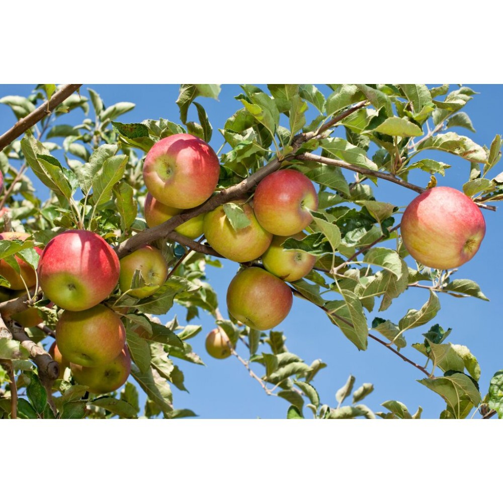 Яблоня домашняя `Имрус`