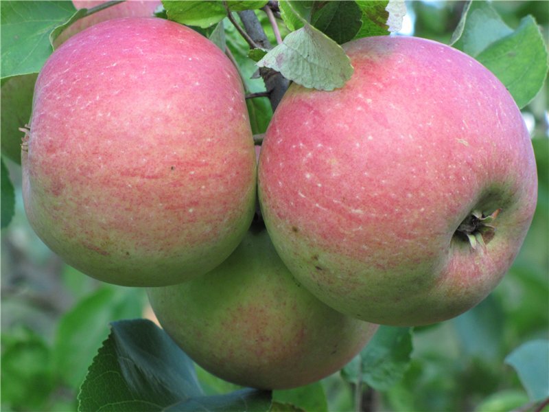 Яблоня домашняя `Бежин Луг`