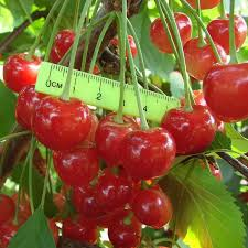 Черешня `Фатеж`