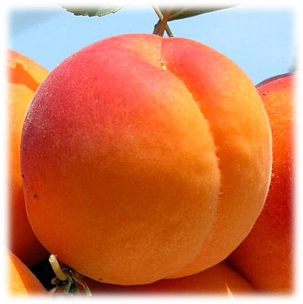 Абрикос `Лель`