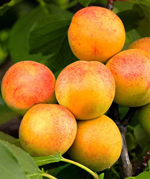 Абрикос `Буревестник`