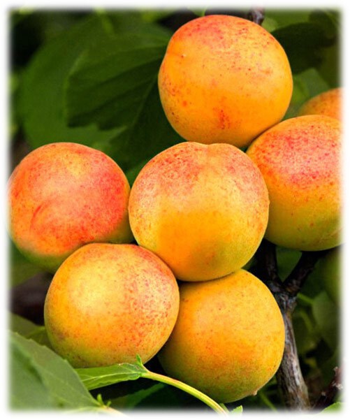 Абрикос `Супериор`