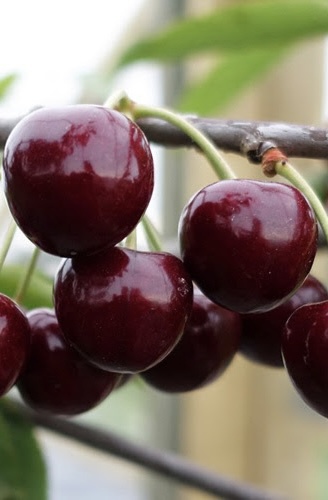 Вишня `Ливенская`