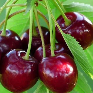 Вишня `Гриот Серидко`