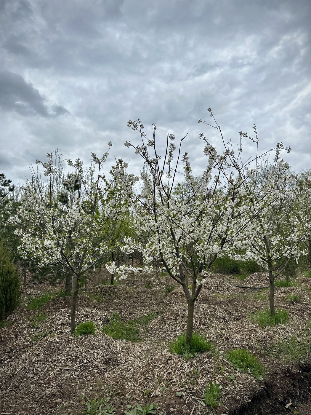 Вишня `Гирлянда`