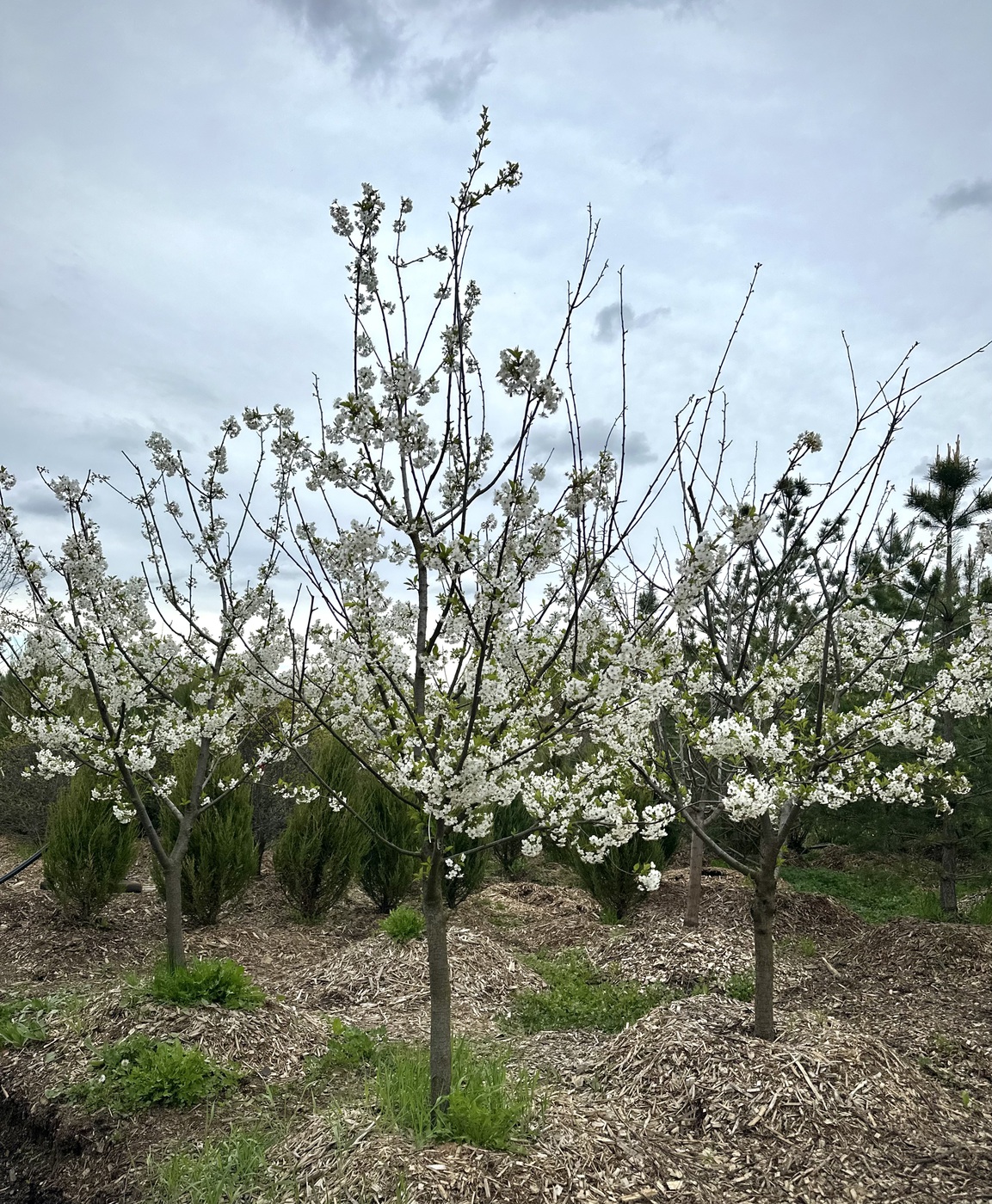 Вишня `Быстринка`