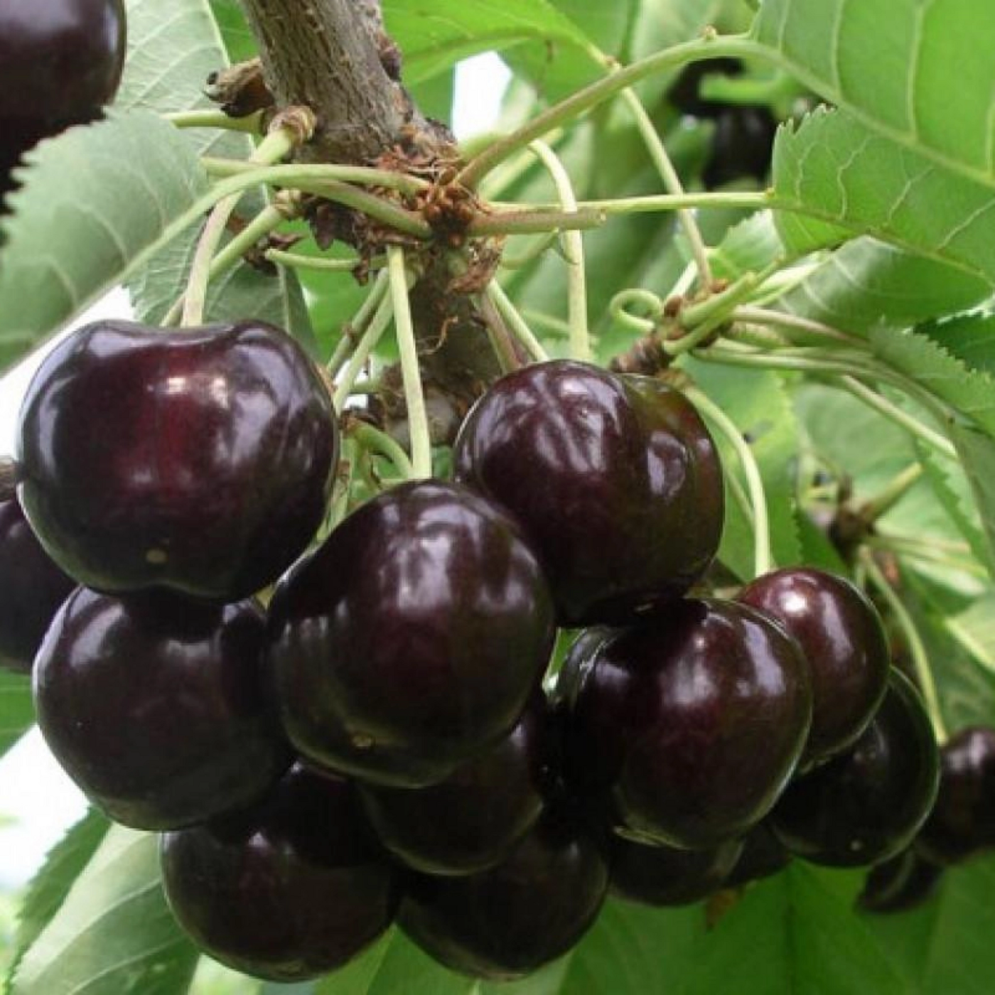 Вишня `Гриот Россошанский`