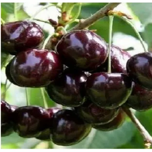 Вишня `Память Ворончиховой`