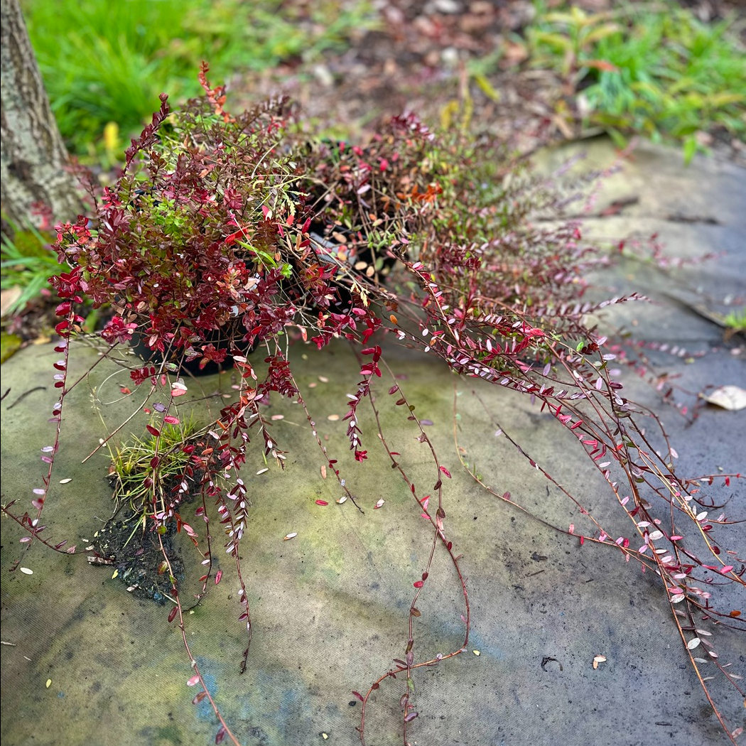 Клюква садовая в ассортименте