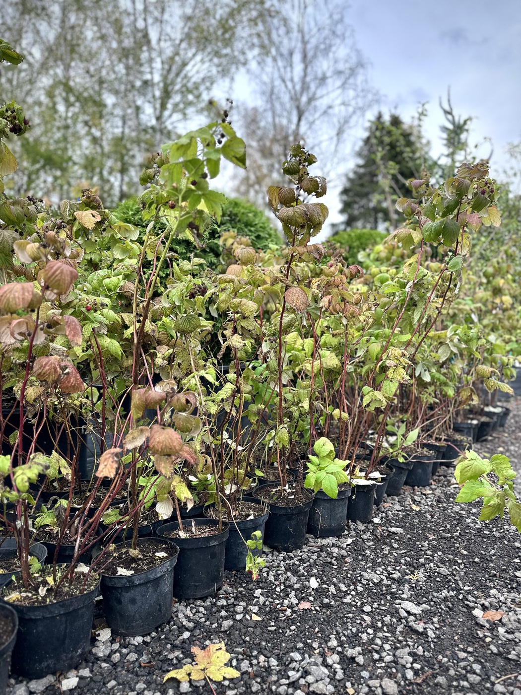 Малина в ассортименте