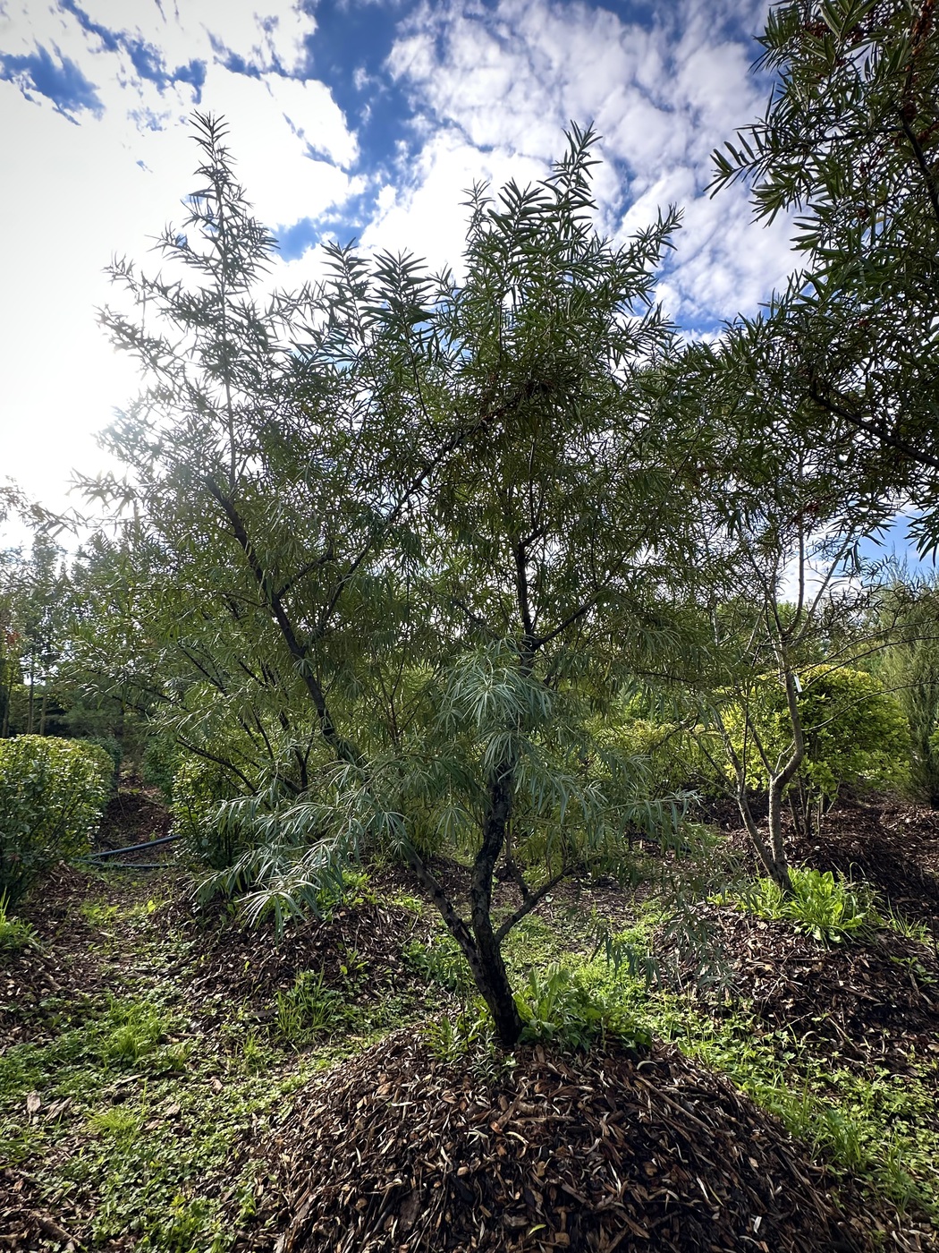 Облепиха `Масличная` (женская)