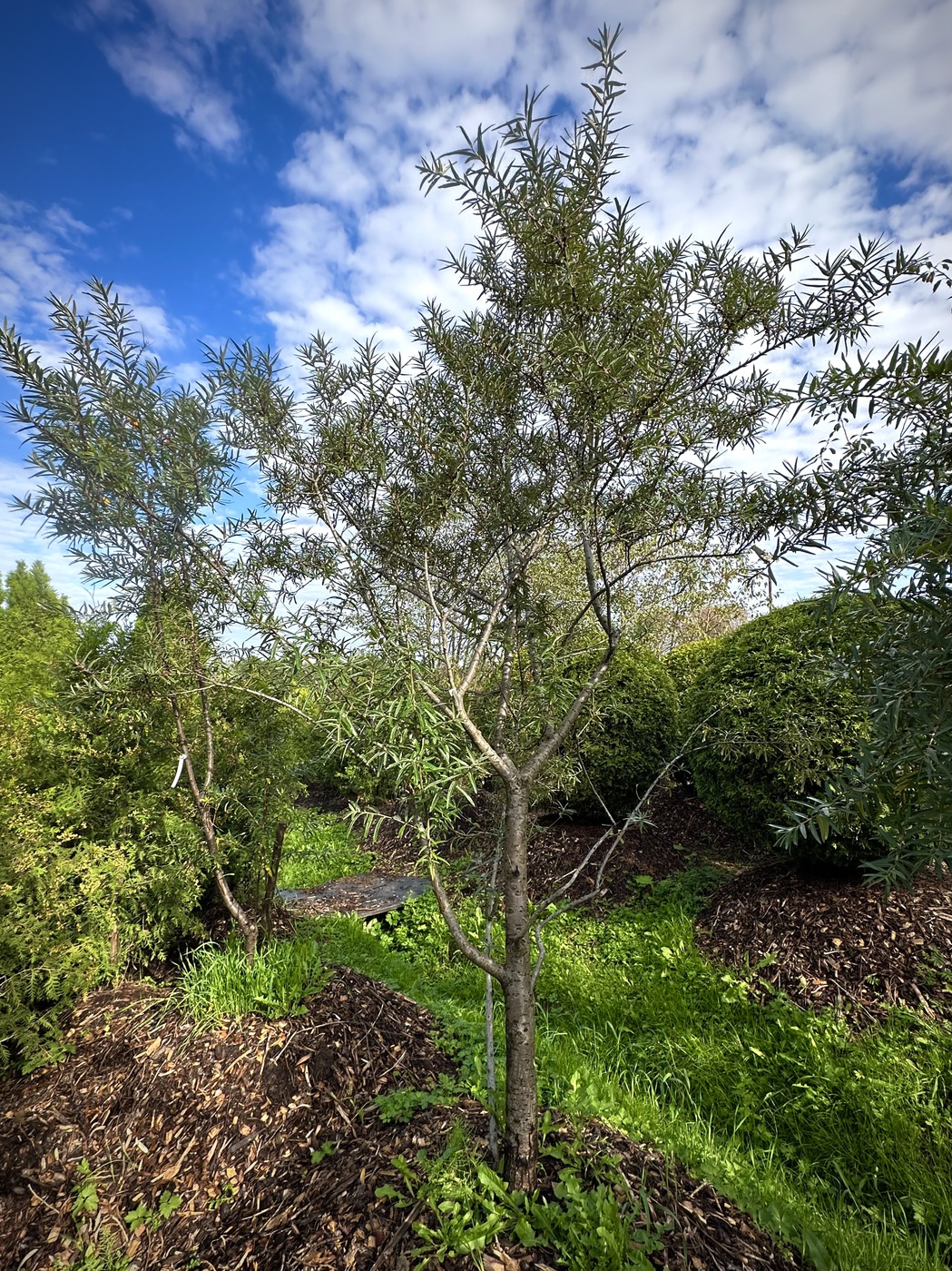 Облепиха `Превосходная` (мужская)