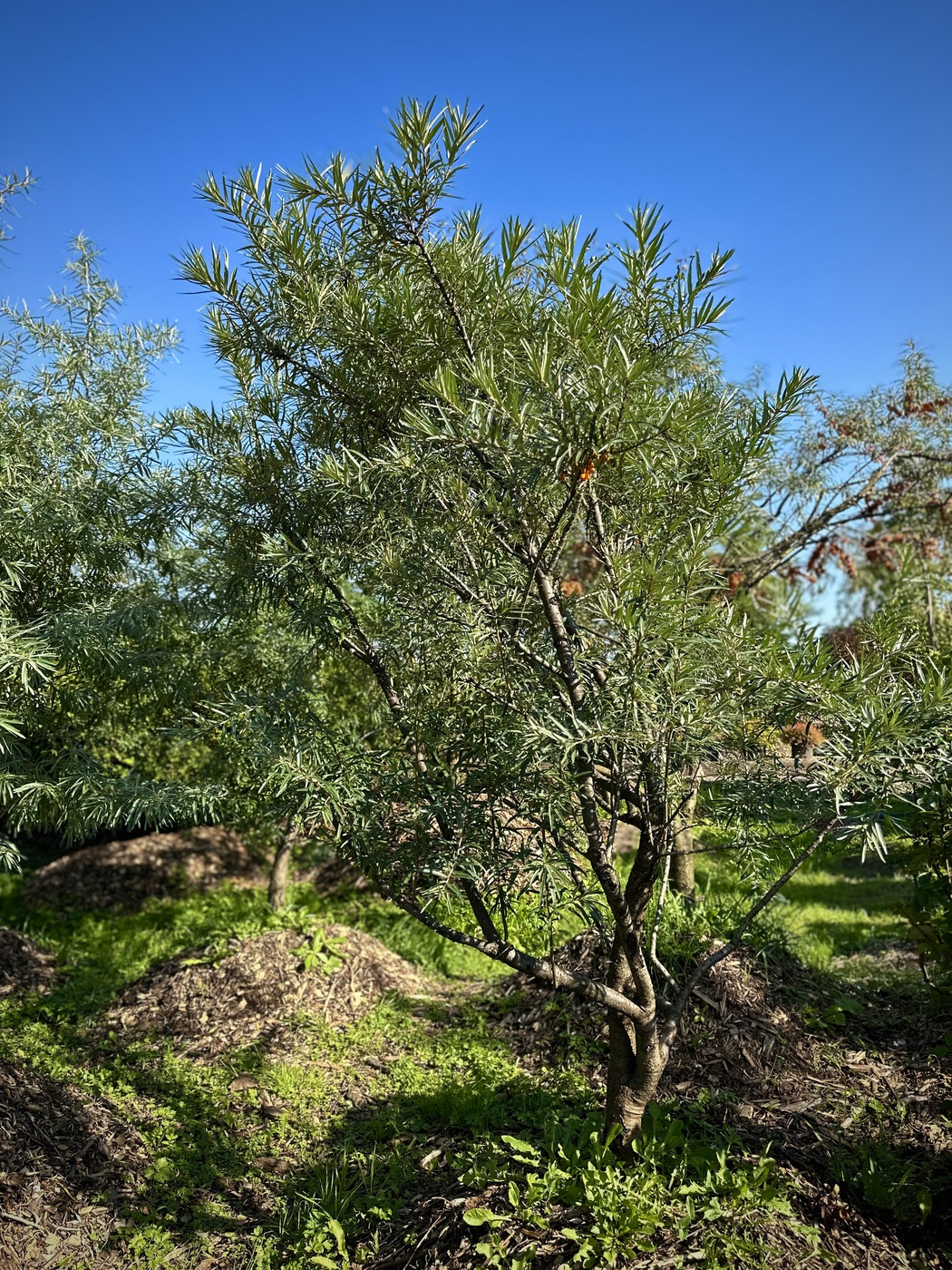 Облепиха `Янтарная`) (женская)