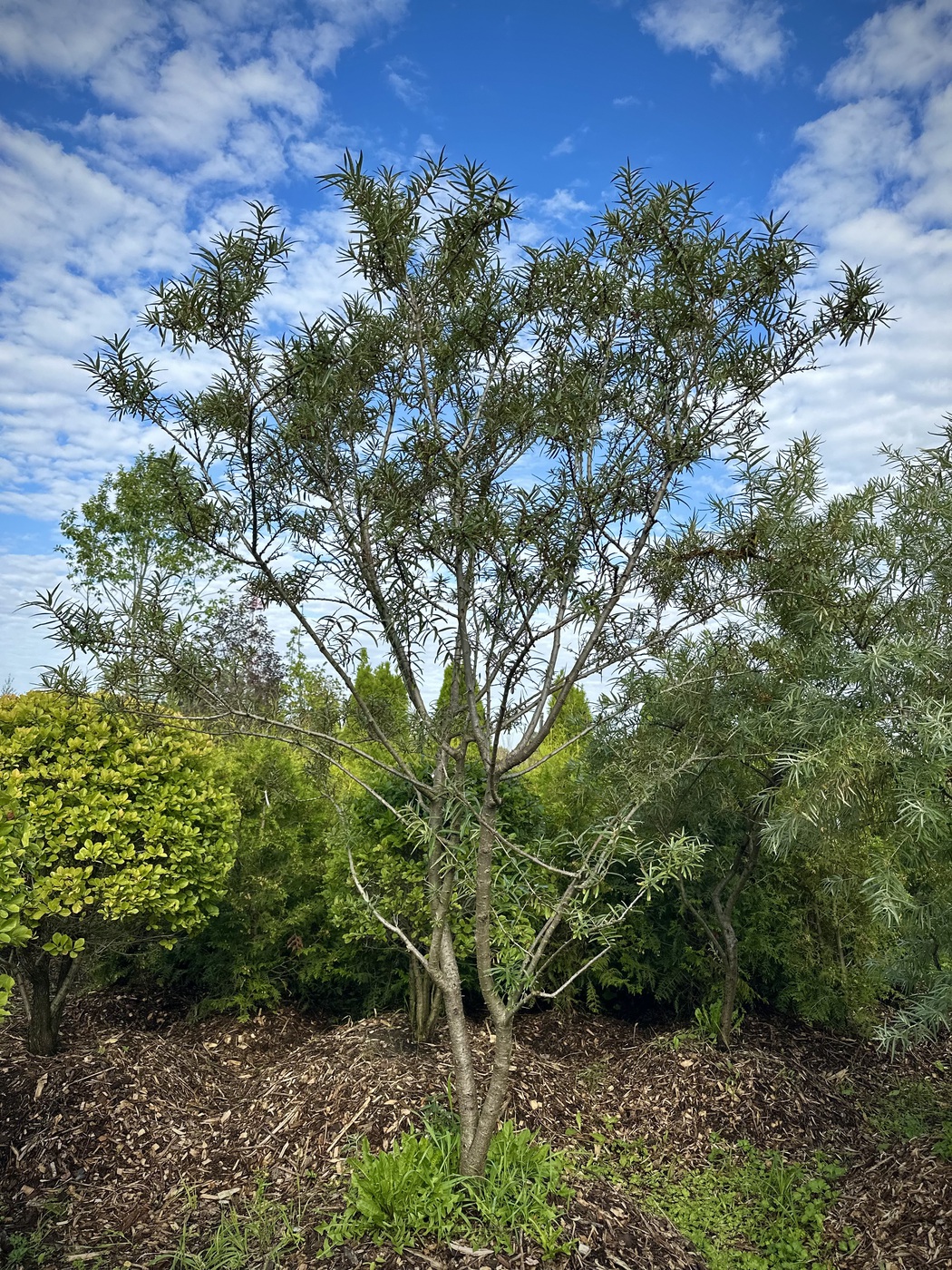 Облепиха `Янтарная` (мужская)