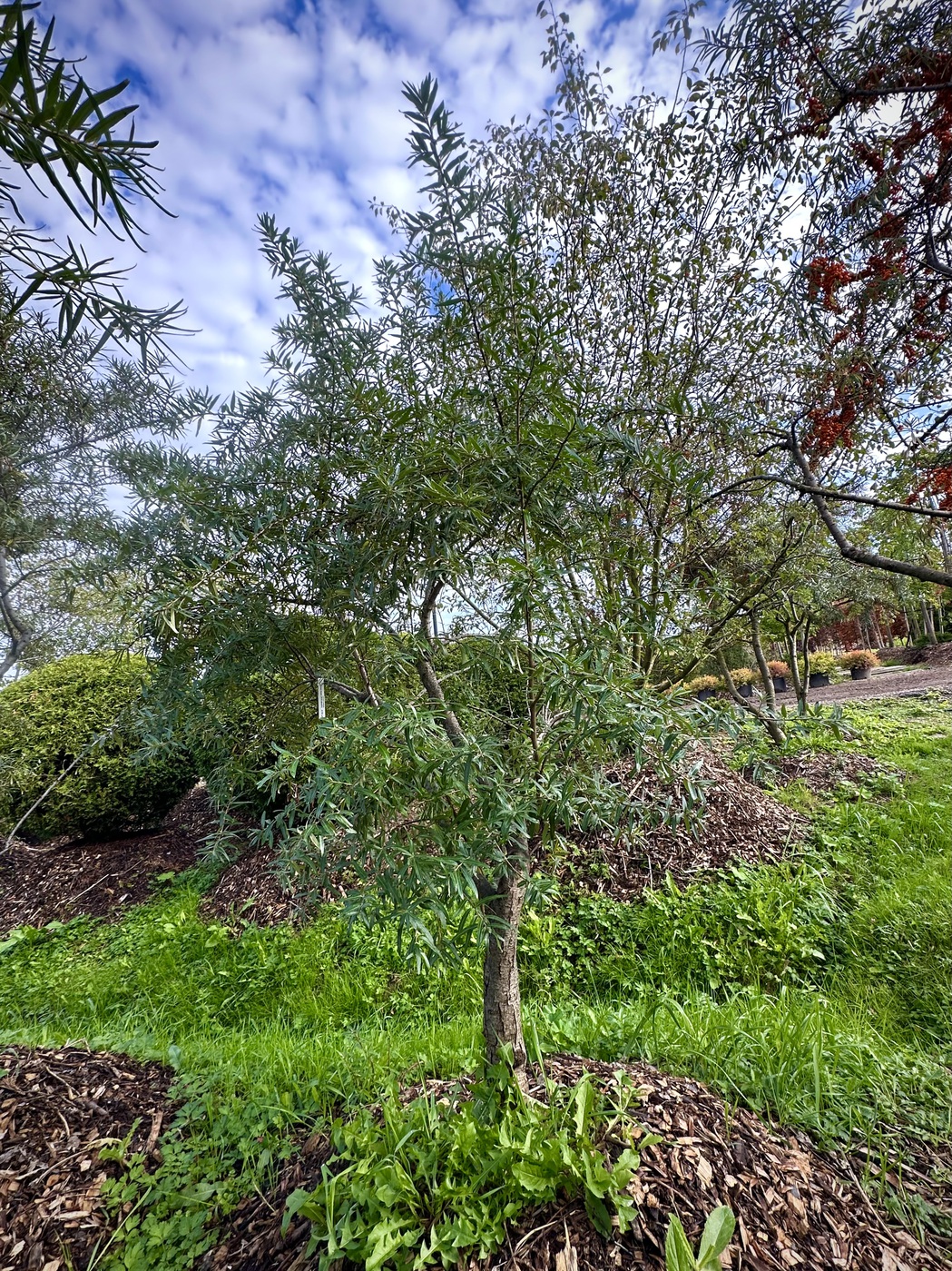 Облепиха `Янтарная` (мужская)