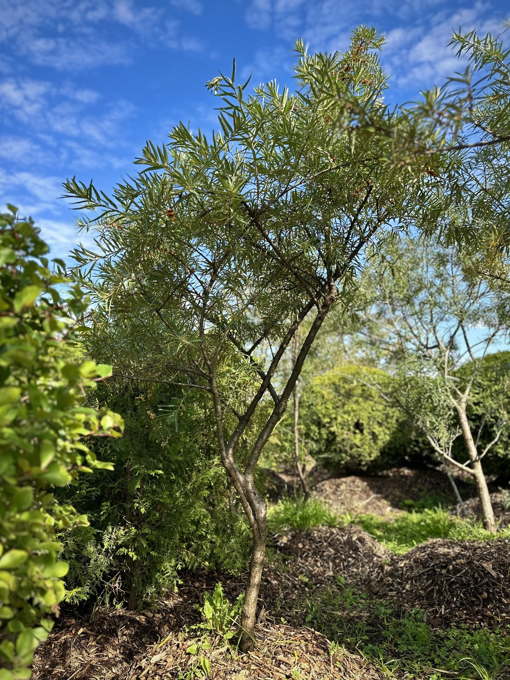 Облепиха `Превосходная` (женская)