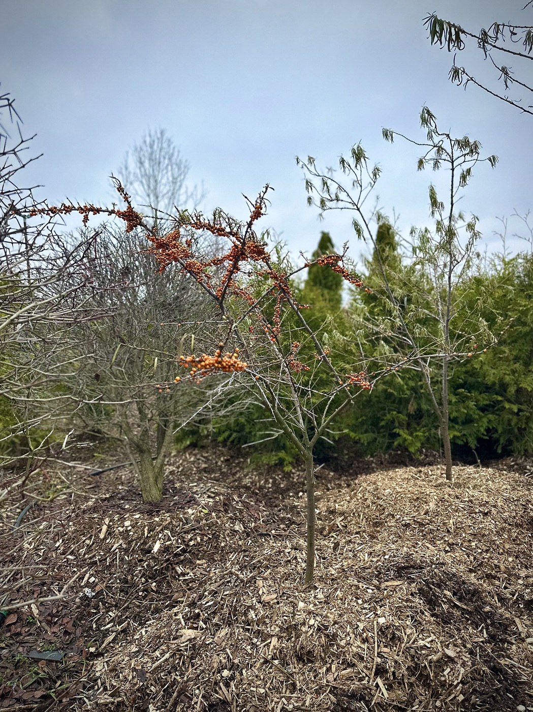 Облепиха крушиновидная