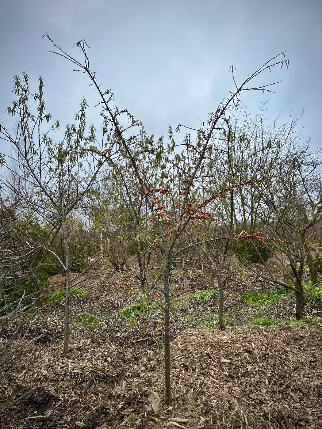 Облепиха крушиновидная