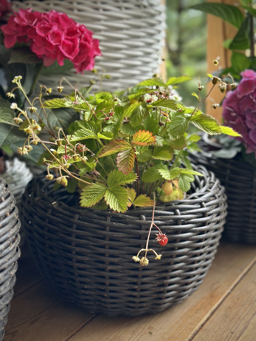 Земляника альпийская