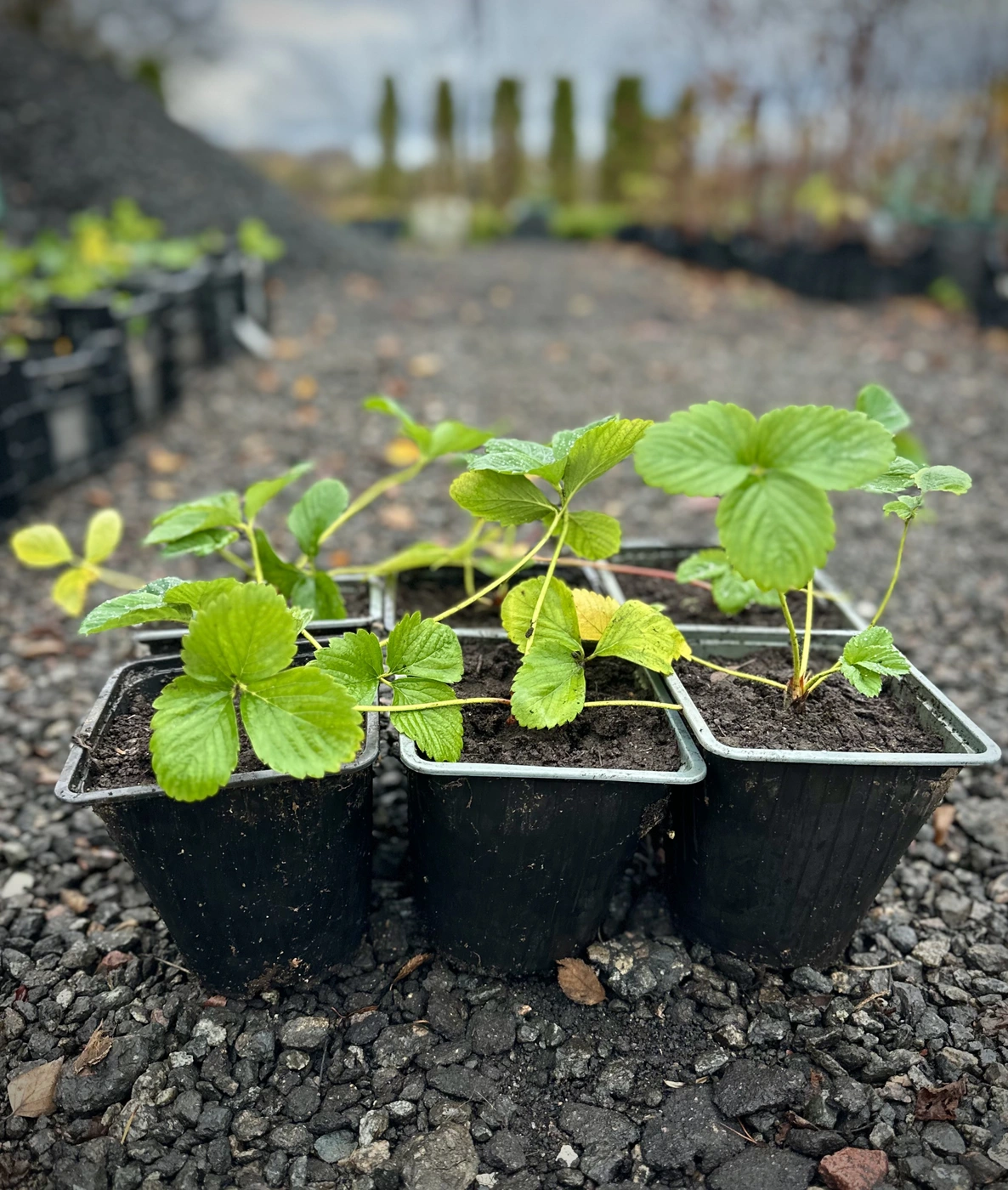 Земляника крупноплодная `Лорд`