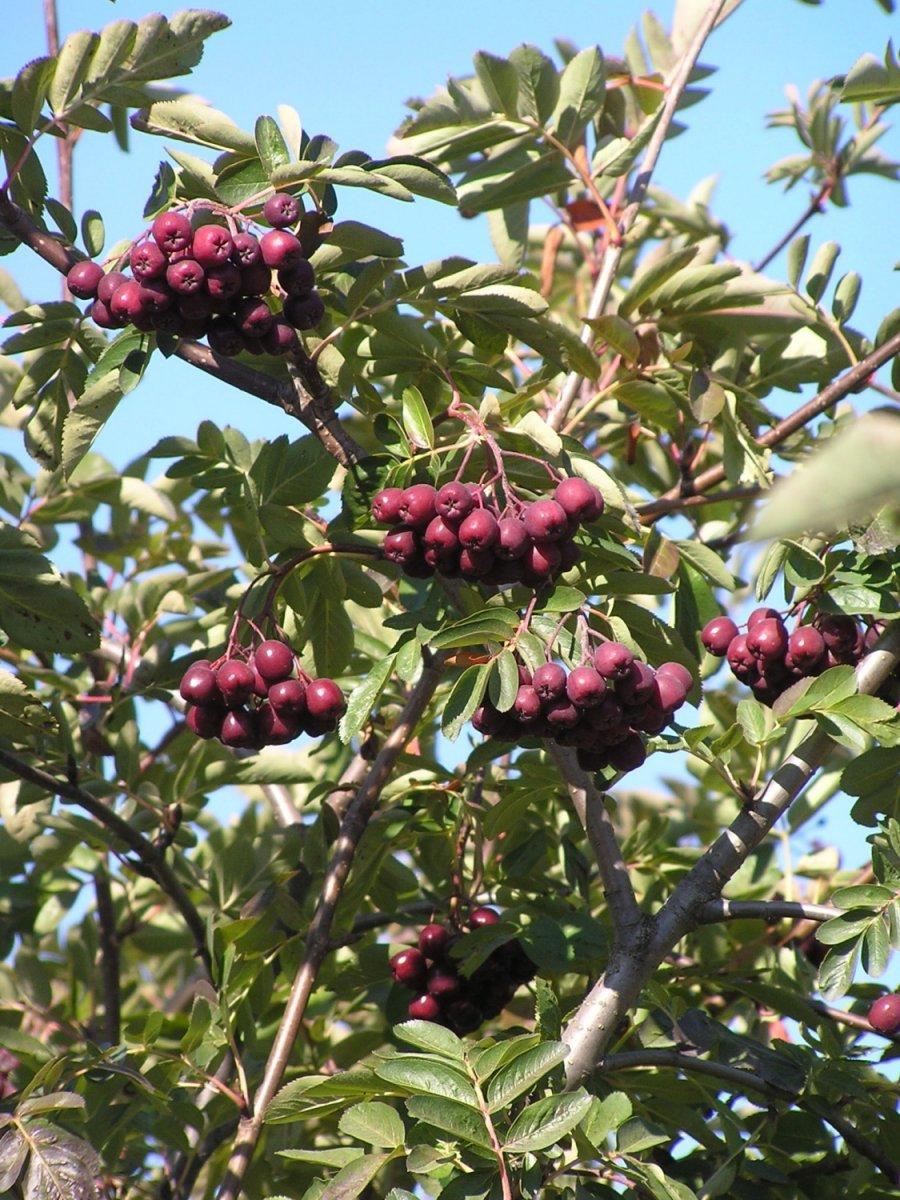 Рябина обыкновенная `Ликёрная`