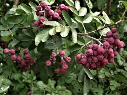 Рябина обыкновенная `Десертная`