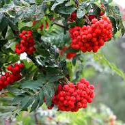 Рябина обыкновенная `Алая крупная`