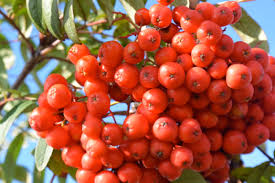 Рябина обыкновенная `Невежинская сахарная`