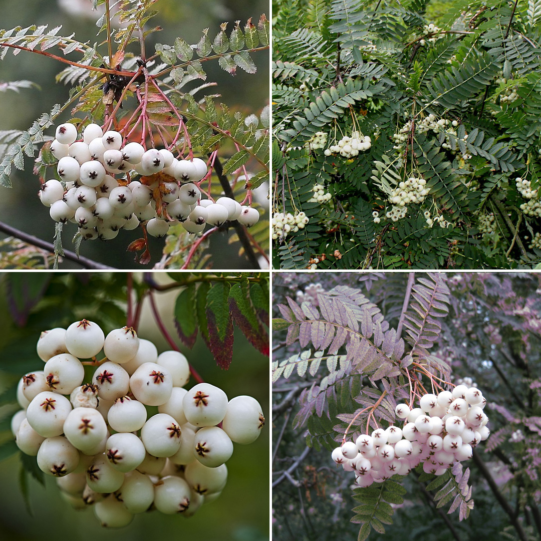 Рябина обыкновенная МГИМО