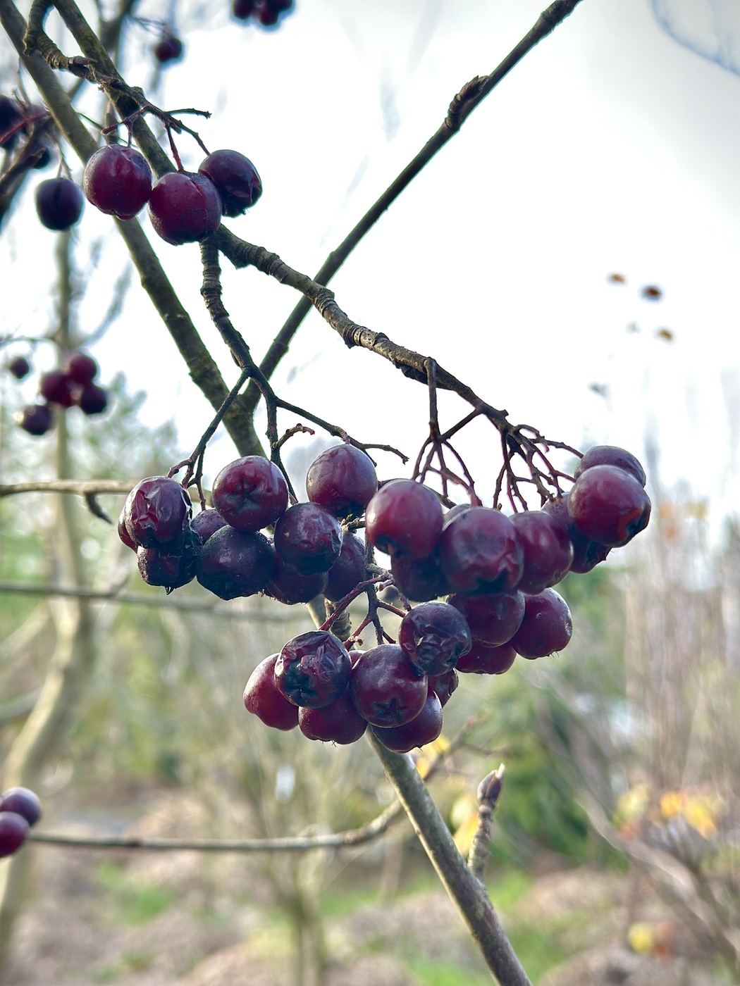 Рябина обыкновенная `Гранатная`
