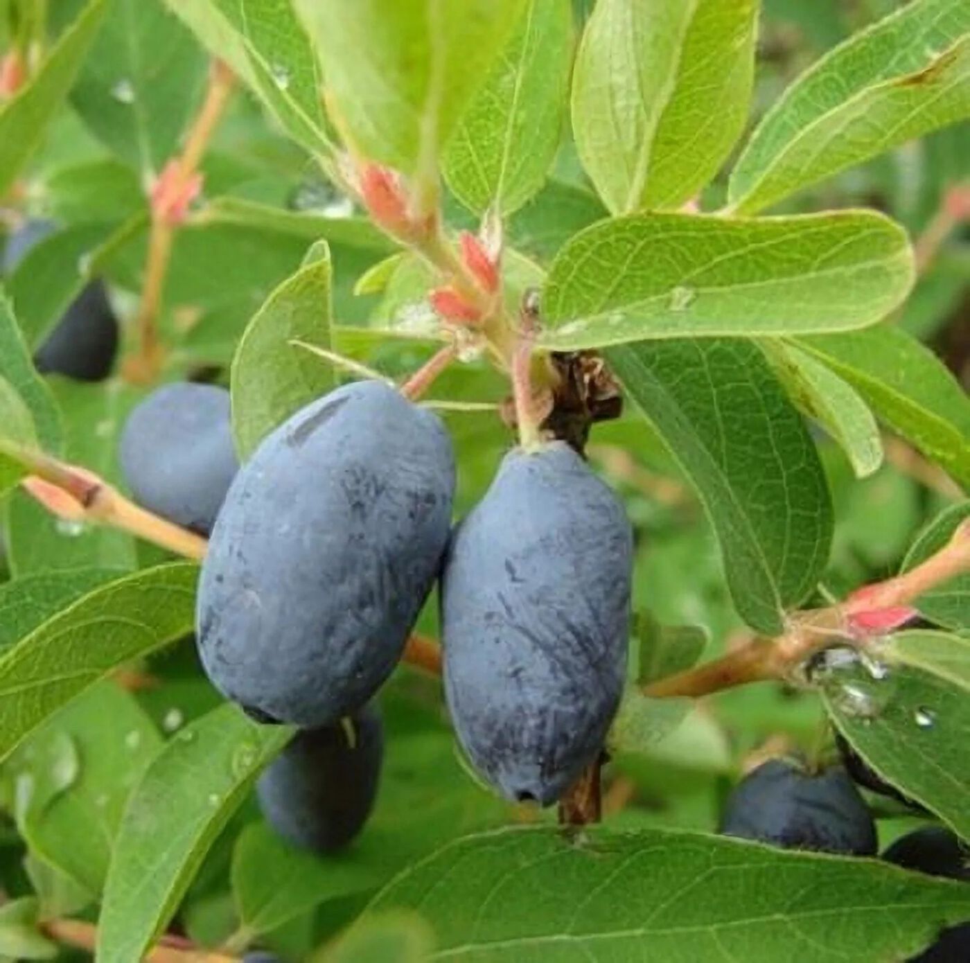 Жимолость съедобная `Нимфа`