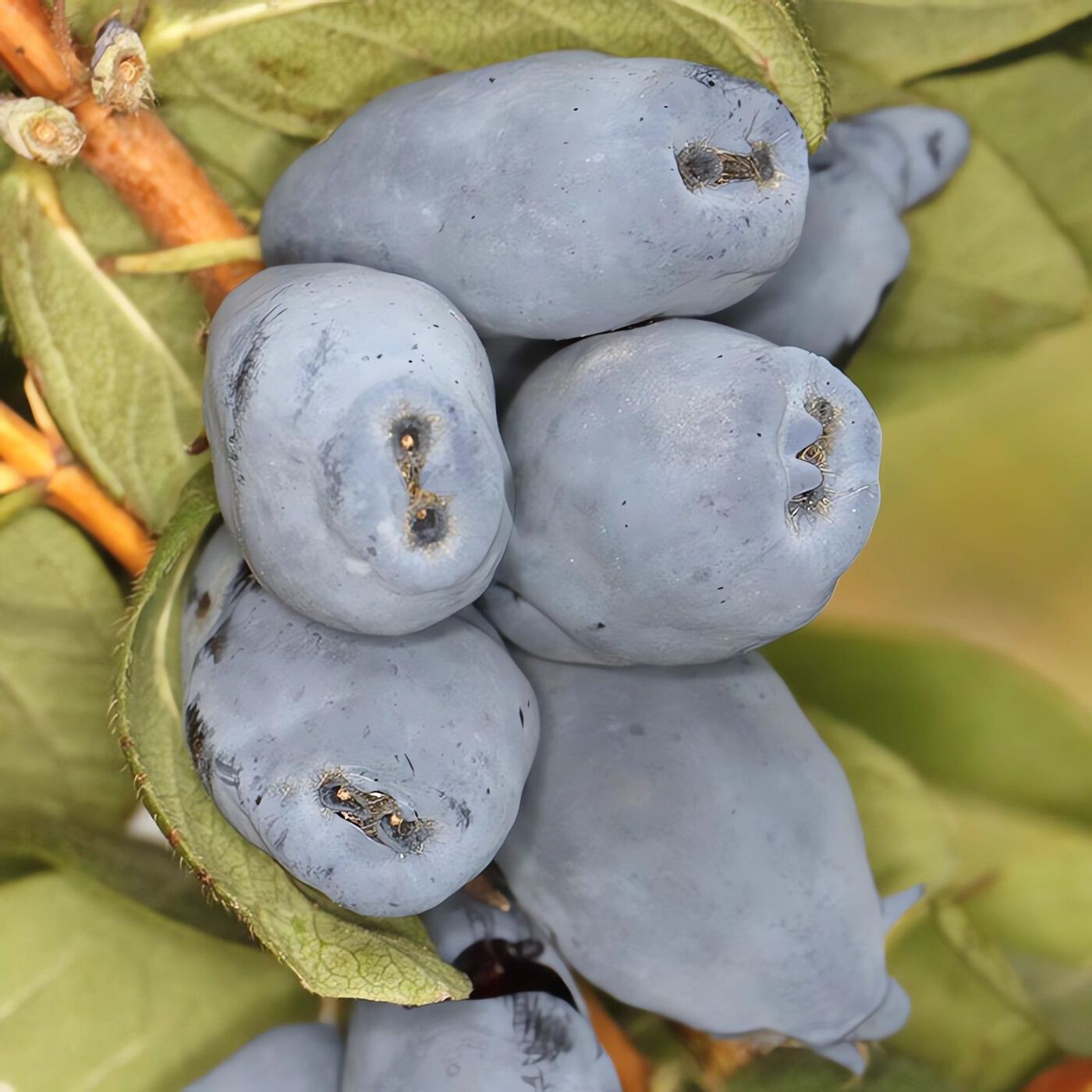 Жимолость съедобная `Бореал Бист`