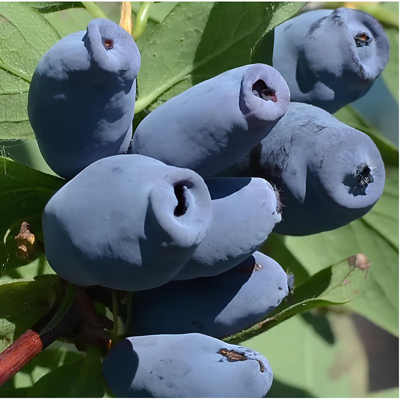 Жимолость съедобная `Аврора`