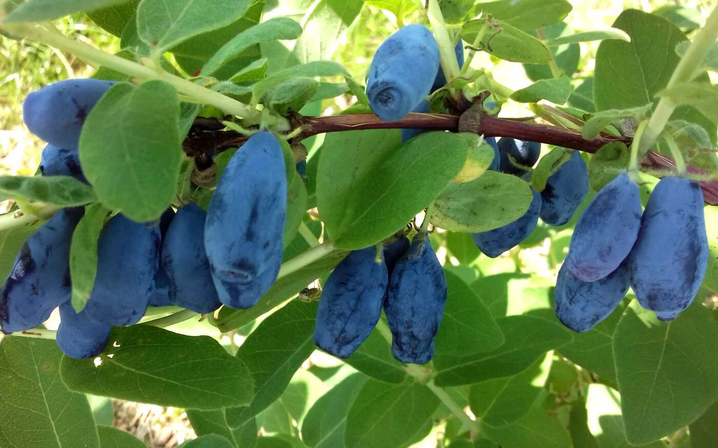 Жимолость съедобная `Бореал Близард`