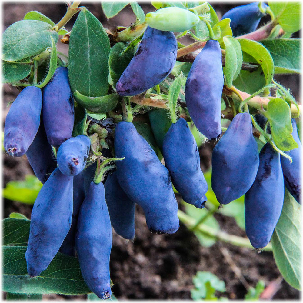 Жимолость съедобная `Восторг`