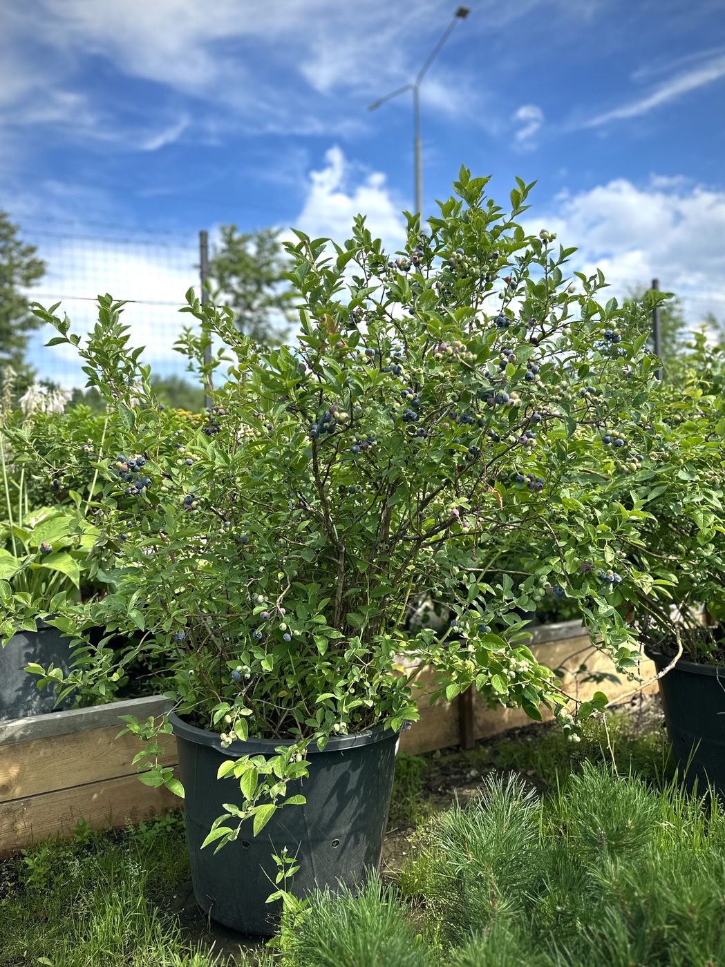 Голубика `Блукроп` `Bluecrop`