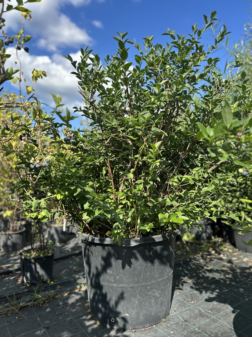 Голубика `Блуголд` `Bluegold`