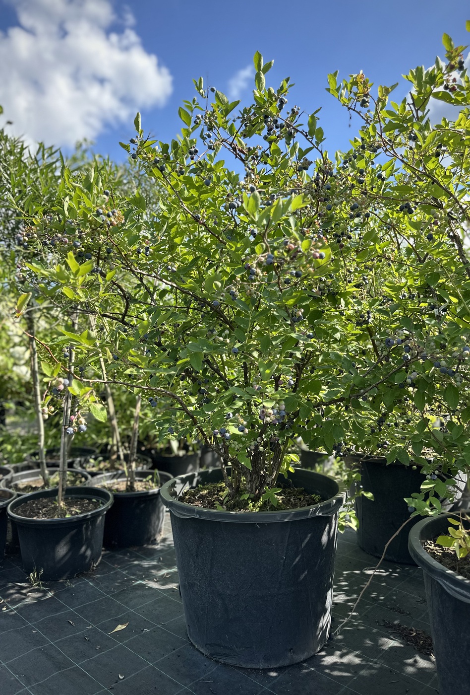 Голубика `Река` `Reka`