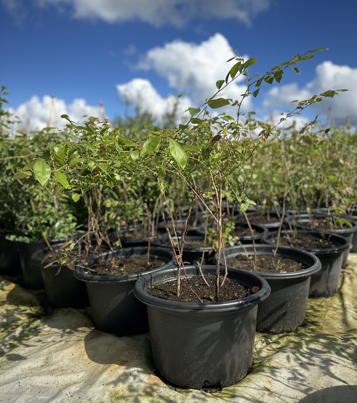 Голубика высокорослая `Sierra`