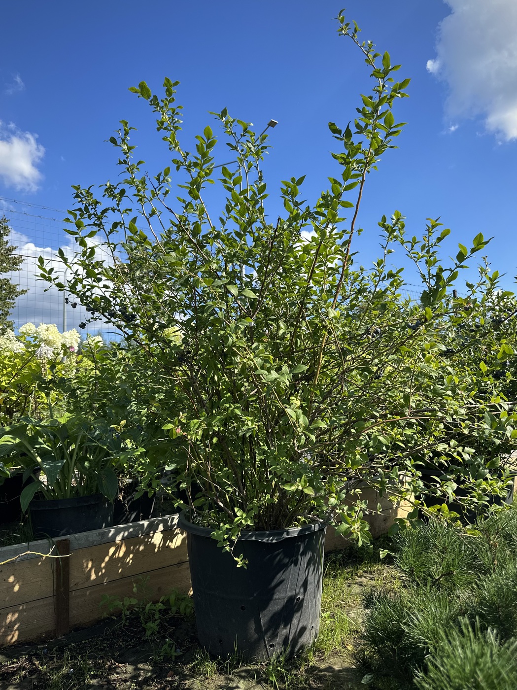 Голубика `Блуджей` `Bluejay`