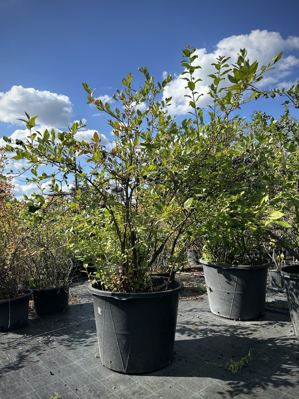 Голубика `Дюк` `Duke`