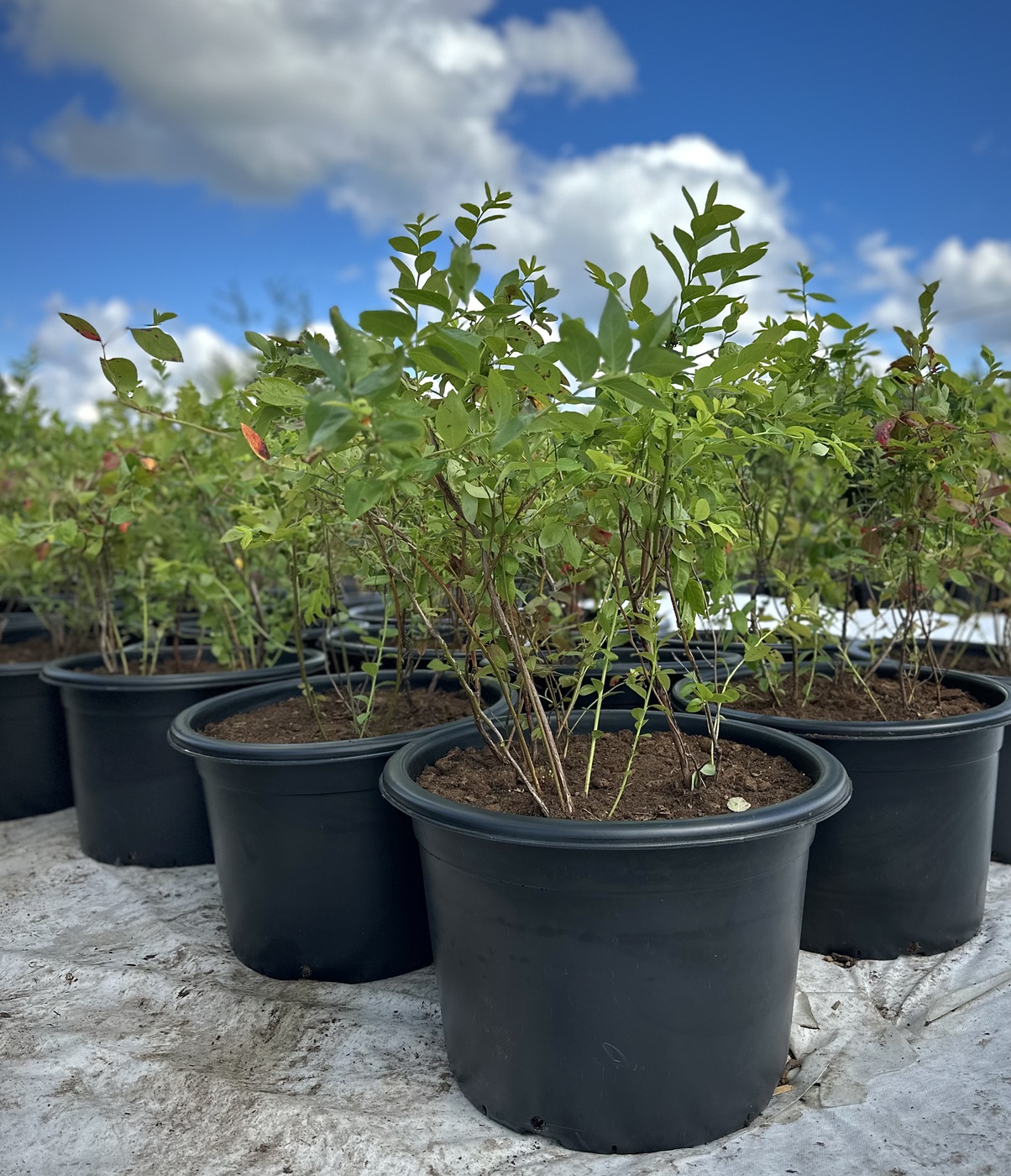 Голубика высокорослая `Sierra`