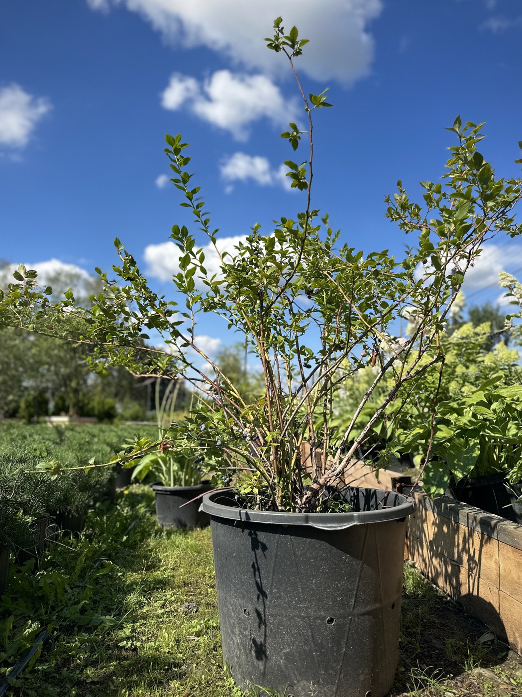 Голубика `Блукроп` `Bluecrop`