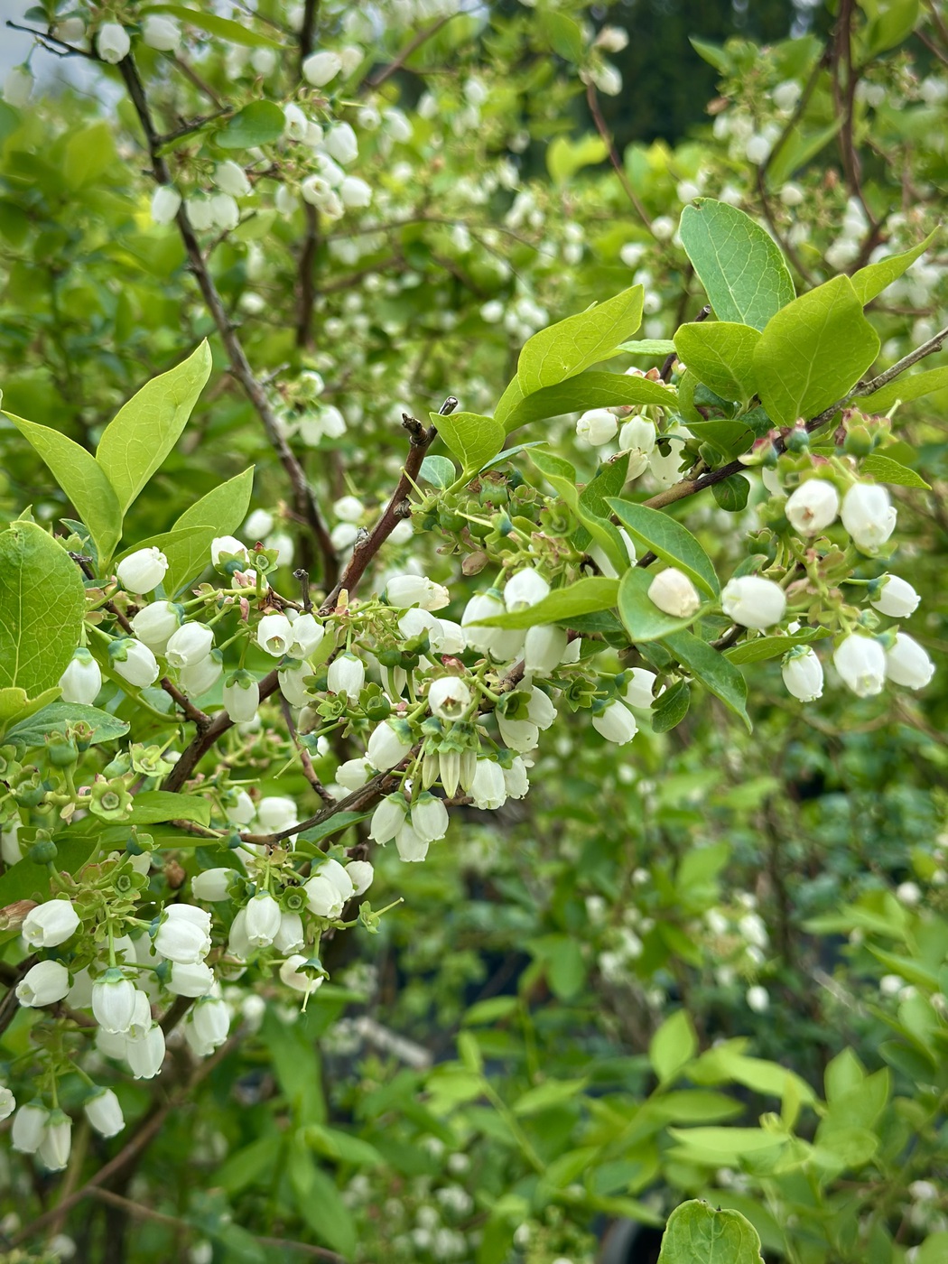 Голубика `Блукроп` `Bluecrop` — изображение 2