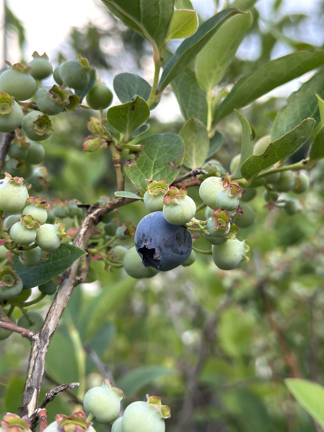 Голубика `Блукроп` `Bluecrop` — изображение 3