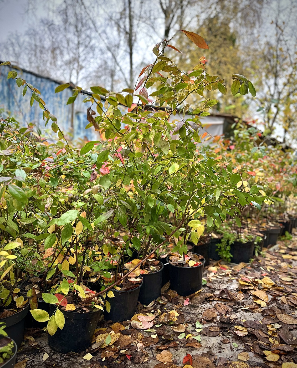 Голубика высокорослая `Sierra`